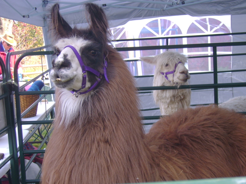 Llama