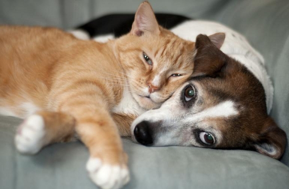 Cat and Dog Lying Together