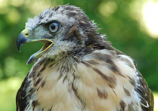 Red-Tailed Hawk