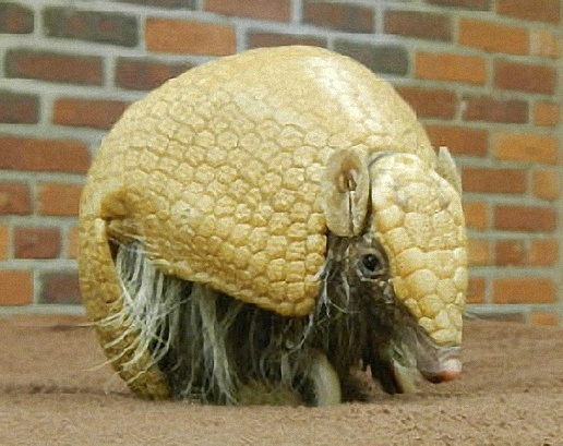 Armadillo