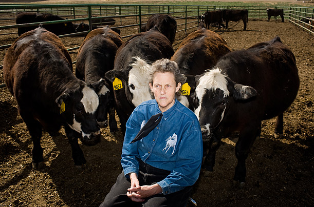 Temple Grandin with 5 Cows