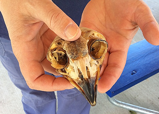 Broad Meadow Brook - Bird Skull