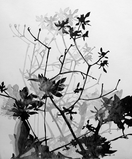 Azalea - Graphite on paper